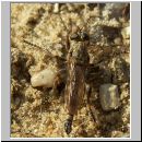 Tolmerus atricapillus - Raubfliege m05.jpg